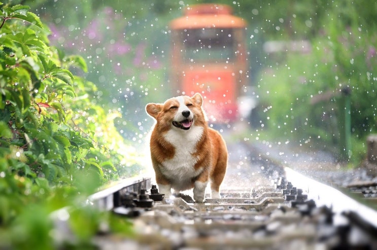 비 비