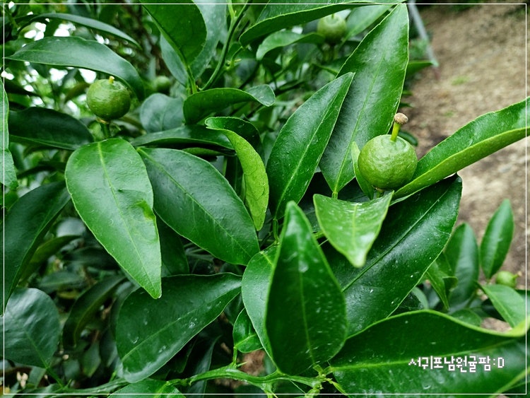 서귀포남원귤팜 사진 6
