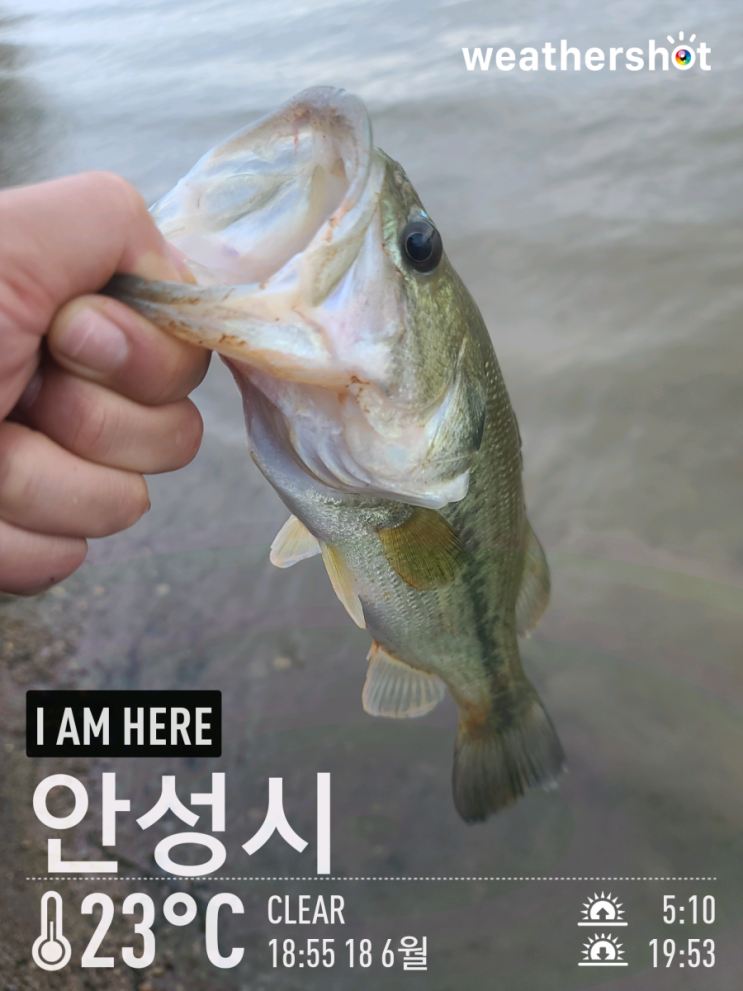  [2021.06.18] 용인 이동저수지/송전지 배스 워킹 낚시 (Feat. 미드스트롤링, 스피너베이트)