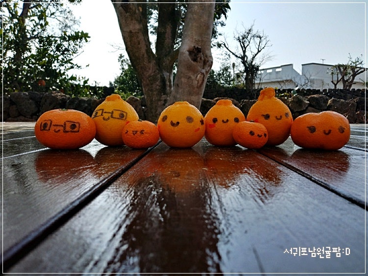 서귀포남원귤팜 사진 1