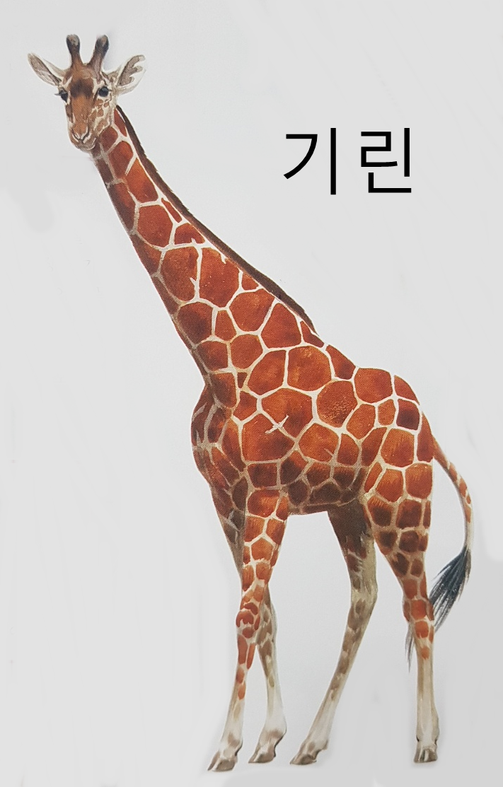 다양한 뿔을 가진 기린과 프롱혼과 소과 동물 특징 크기(오카피, 가지뿔영양, 검은꼬리누, 임팔라, 아라비아오릭스, 사향소, 무플론 등)
