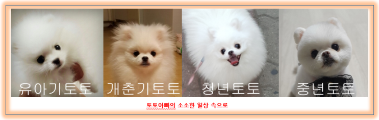  [포메라니안] 토토의 성장기 사진 대방출