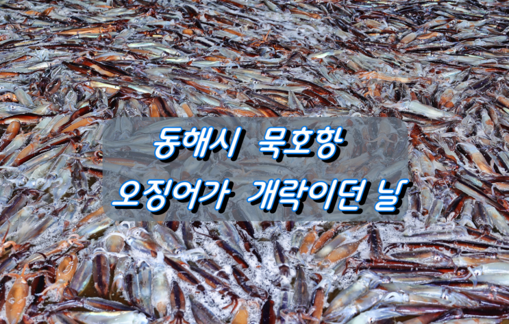 동해시 묵호항 오징어가 개락이던 날 동해시 묵호항 오징어가 개락이던 날