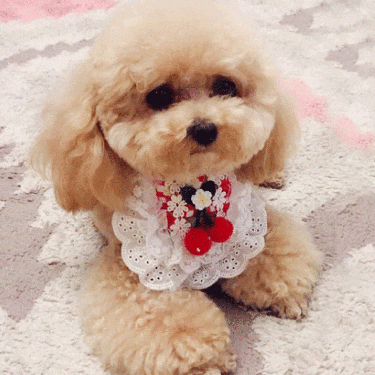  중국 구매대행 강아지 용품 쉽게 수입하기