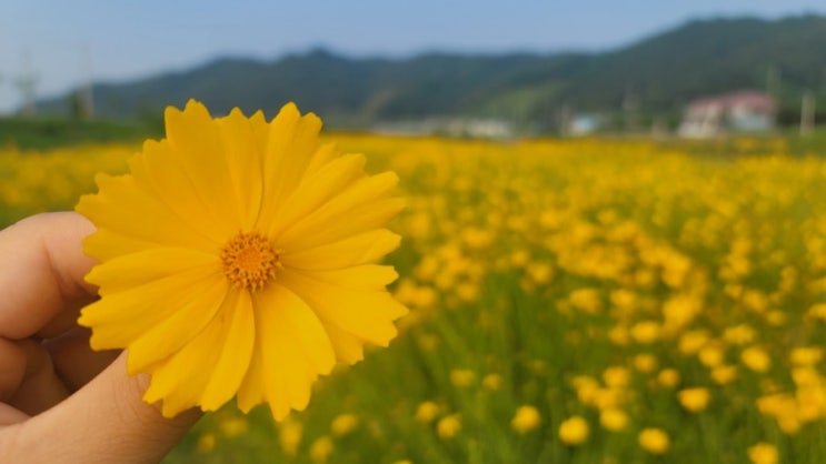  [풍서천 금계국]충남 천안 풍세, 광덕 가볼만한곳  feat 내돈내산후기