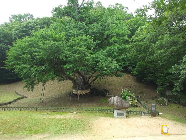  천년을 지켜온 은행나무와 금산의 보석.  진악산 보석사(寶石寺)