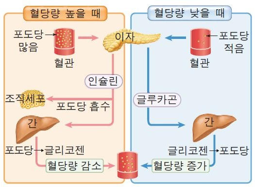  3-3. 혈당량 조절 작용