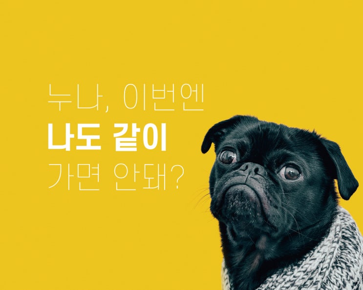 펫팸 주목! : 강아지와 함께 2박3일통영으로 (애견동반리조트, 펫전세기)
