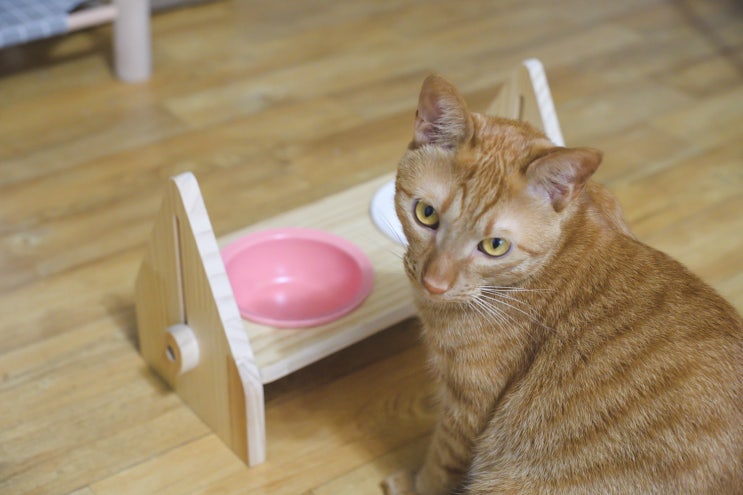 고양이 물그릇 높이 조절되는 식탁 모아의 적응기 by 멍해묘해