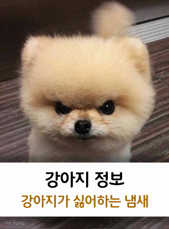  견주가 알려주는 강아지가 싫어하는 냄새