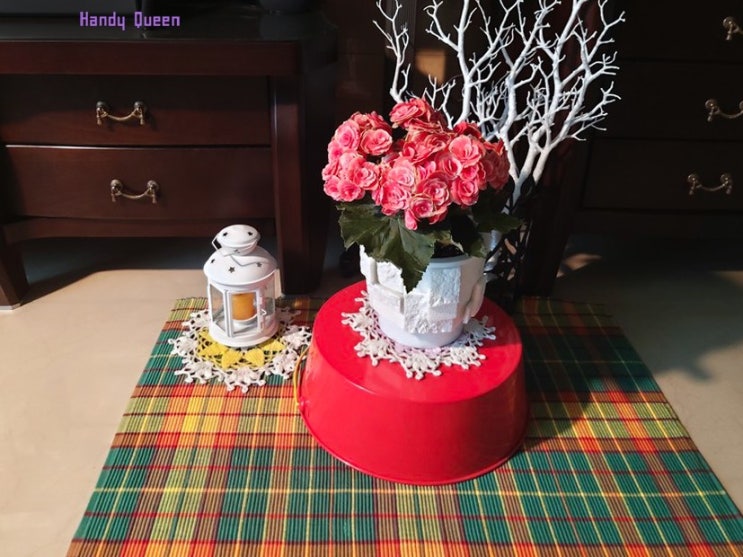 장미 베고니아 화분 꾸미기 / 양재 꽃시장 화분으로 거실 플랜테리어