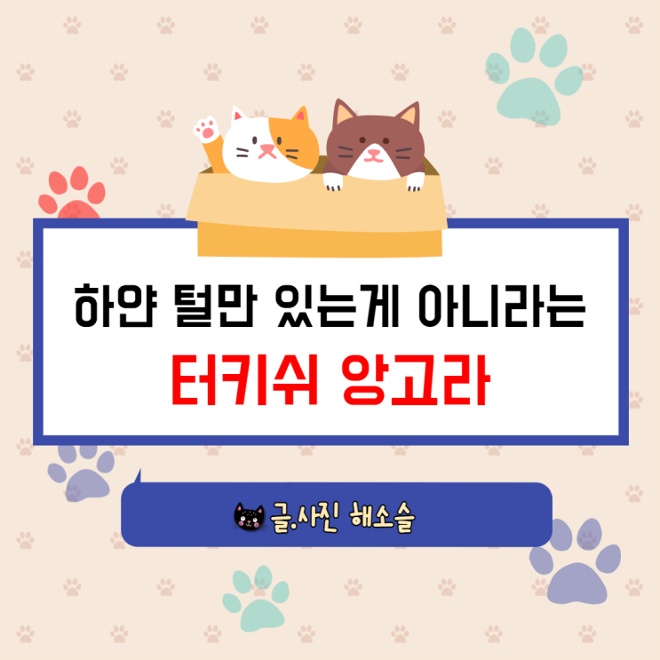  고양이 종류 : 하얀 털을 가진 제니는 터키쉬 앙고라 믹스가 아니었다?