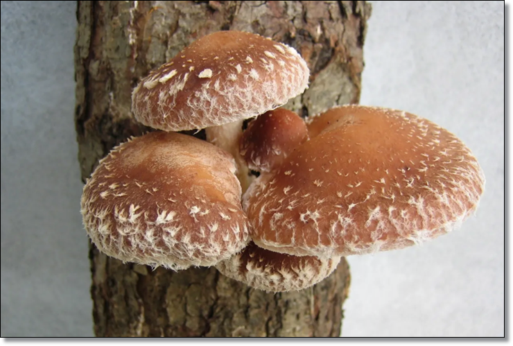 항암에 좋은 표고버섯 효능과 보관에 대해 알아봐요