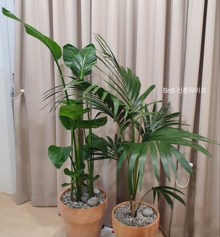 [여인초/겐차야자] 실내에서 키우기 쉬운 식물로 플랜테리어(공기정화, 대형화분)