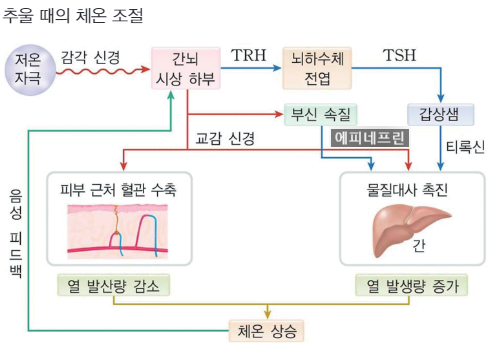  3-3. 체온 조절 작용