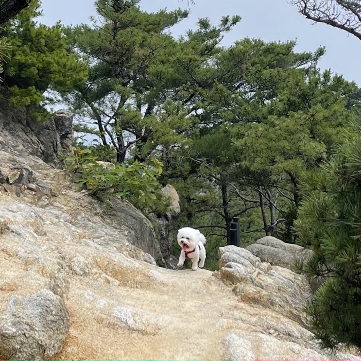 등산일기 _ 강아지랑 등산 ⁂ 관악산
