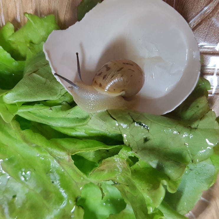  집에서 달팽이 키우기(6월5일~6월12일)