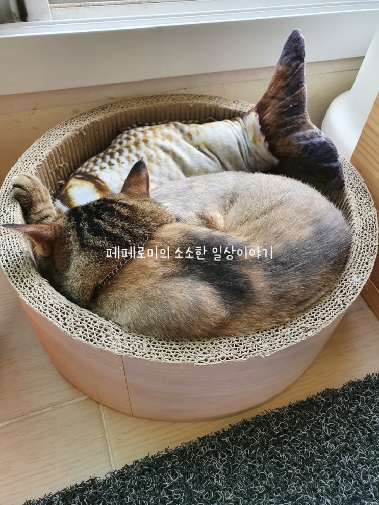  설탕이의 하루 