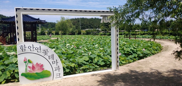  경남 함안:연꽃 테마파크속의 부처님, 불교 연꽃의 의미, 연꽃의 종류,연꽃 및 수련의 차이,입장료 및 주차비, 경남 가볼만한 곳