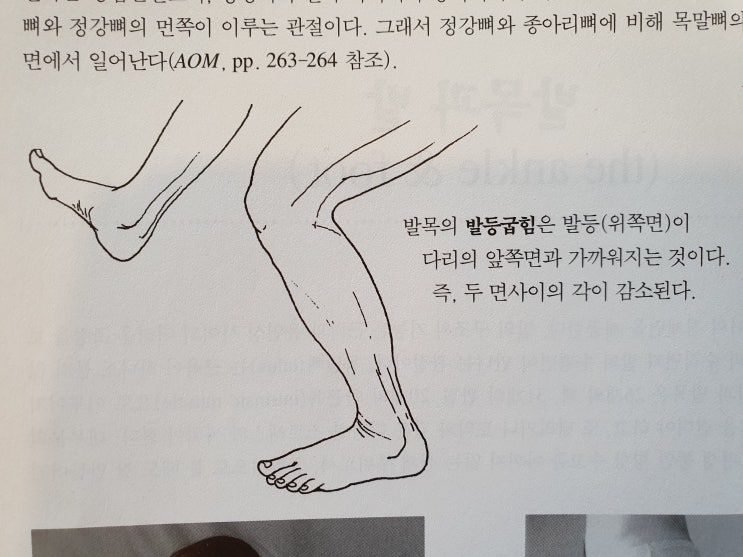 [이수역필라테스] 걷기운동 하고 계신가요? 발목의 발등굽힘 ( dorsiflexion ) 과 발바닥굽힘 ( plantarflexion ) 관련 편