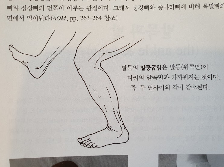  [이수역필라테스] 걷기운동 하고 계신가요? 발목의 발등굽힘 ( dorsiflexion ) 과 발바닥굽힘 ( plantarflexion ) 관련 편