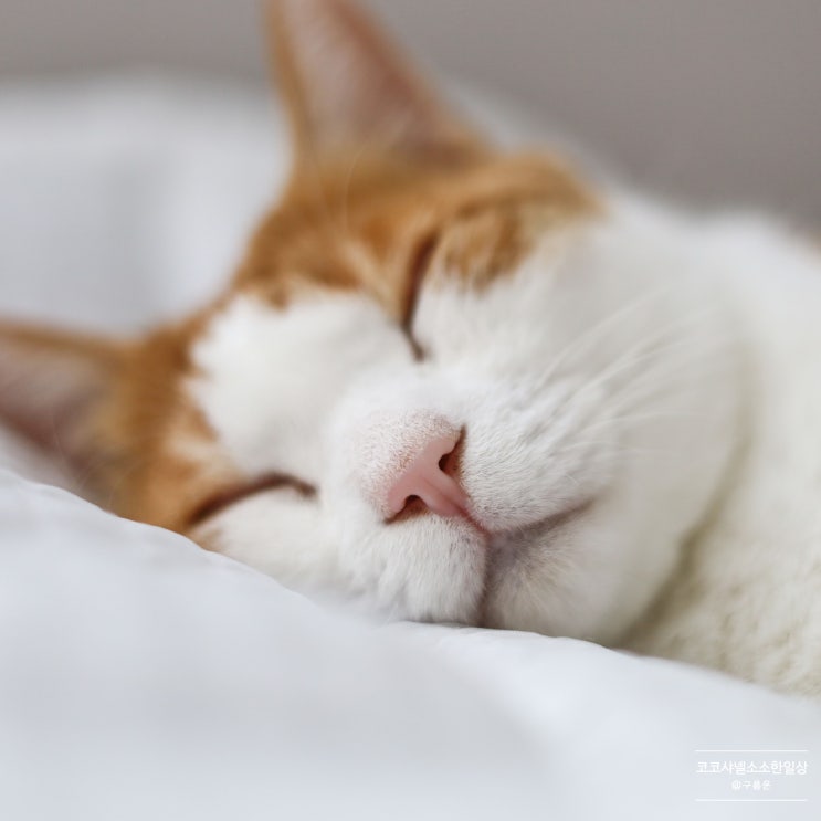  고양이 잠자는 자세에 대하여