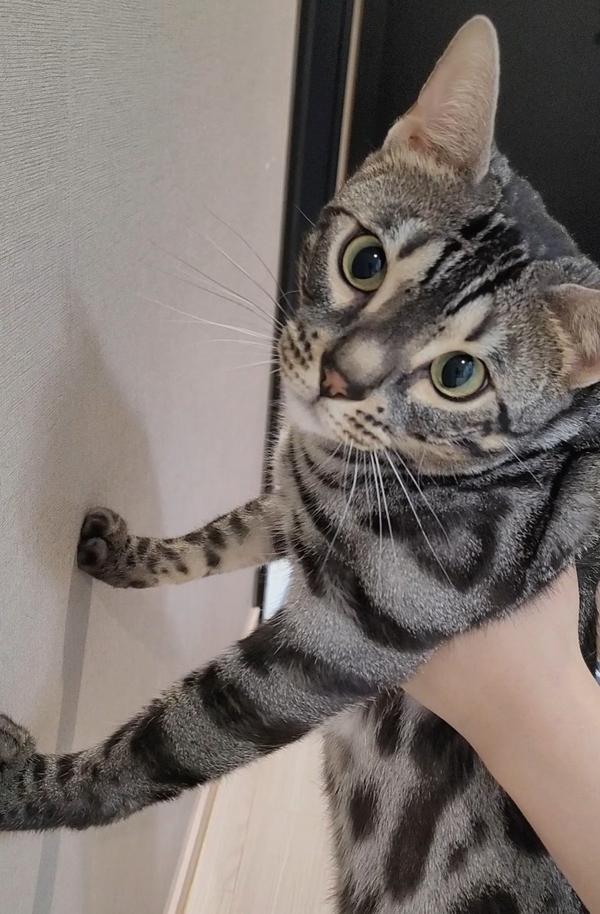 유행하는 틱톡 고양이 벽짚기 챌린지/우리집 고양이는 과연 천재묘일까?아이큐테스트 결과!