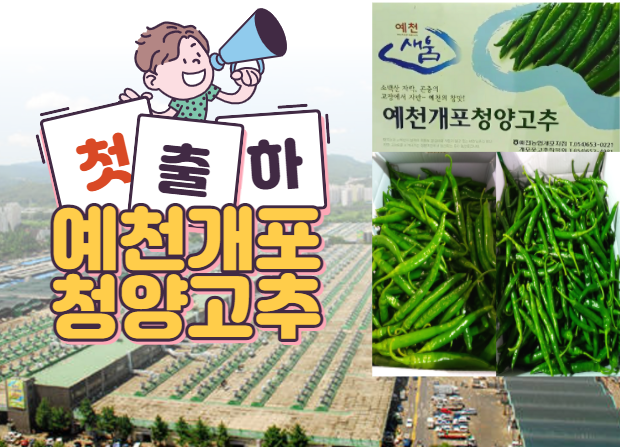 [경매사가 알립니다] 예천개포 청양고추 가락시장 첫 출하되다!!