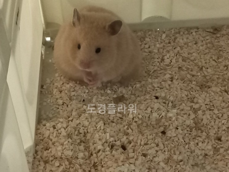  페디그리 햄스터 분양 광주 로던트클럽에서:)