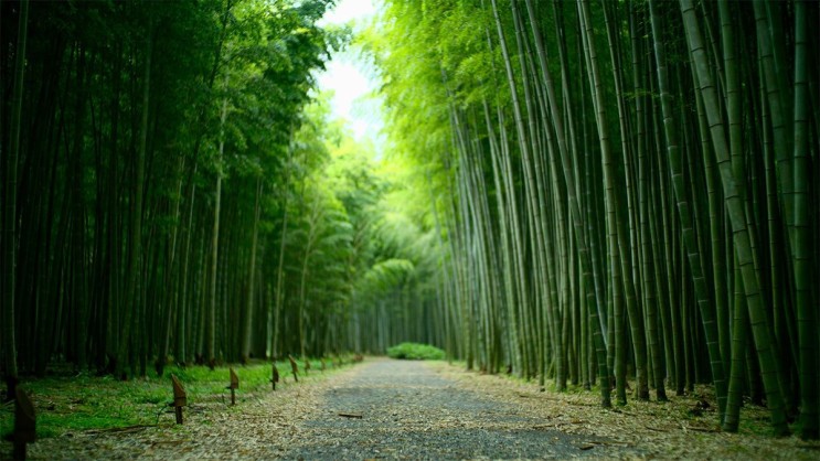 [랜선 타고 일본여행] 신록의 대나무 숲길 • 와카야마농장(若山農場)【도치기현】