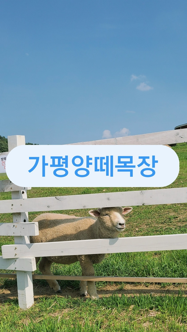  가평양떼목장 양도 보고 데이트도 하고 일석이조!