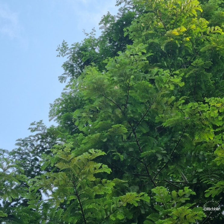 2021.6.20: 청아한 뻐꾸기 소리 2021.6.20: 청아한 뻐꾸기 소리