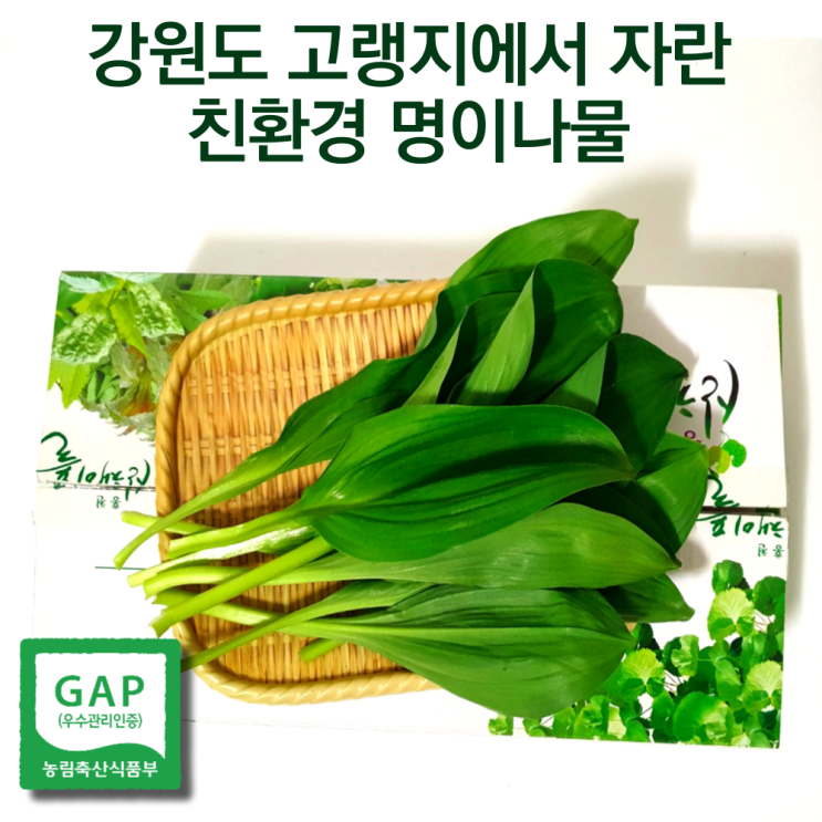 많이 찾는 생명이나물 자연산명이나물 명의나물 줄기명이 산마늘잎 잎명이 홍천명이 봄 제철나물 잎명이 영양 야생 홍천 산나물 명이 생잎 산명이나물 제철나물 강원도 봄나물1kg 1키로, 많이 찾는 생명이나물 자연산명이나물 명의나물 줄기명이 산마늘잎 잎명이 홍천명이 봄 제철나물 잎명이 영양 야생 홍천 산나물 명이 생잎 산명이나물 제철나물 강원도 봄나물1kg 1키로,