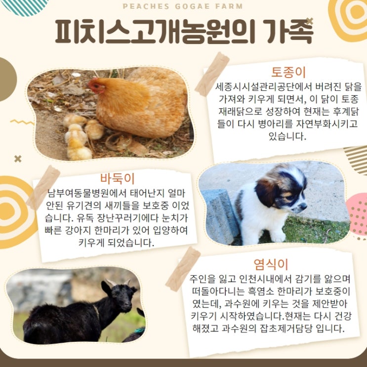  함께하는 식구들 [세종 조치원 복숭아 과수원 - 고개농원]