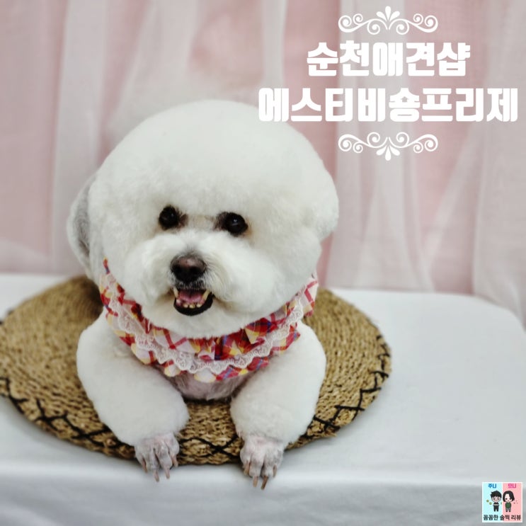  여수순천애견샵/순천애견미용 [에스티비숑프리제] 신규오픈^^
