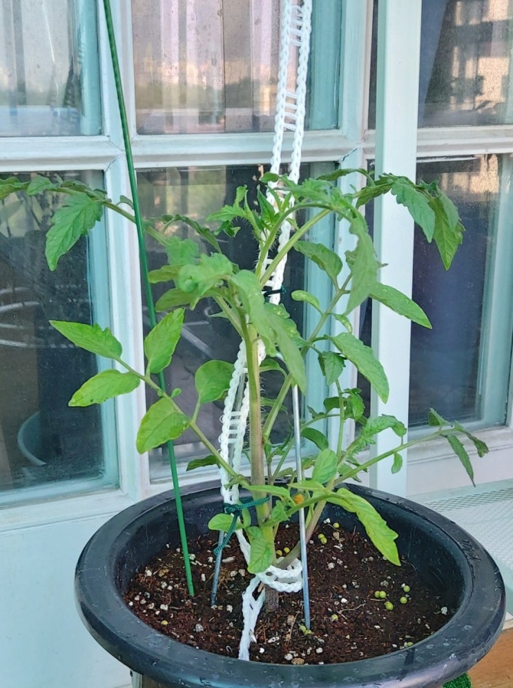 토마토 키우기 1 모종심기 줄매달기 배꼽무름병 토마토 효능 토마토 키우기 1 모종심기 줄매달기 배꼽무름병 토마토 효능