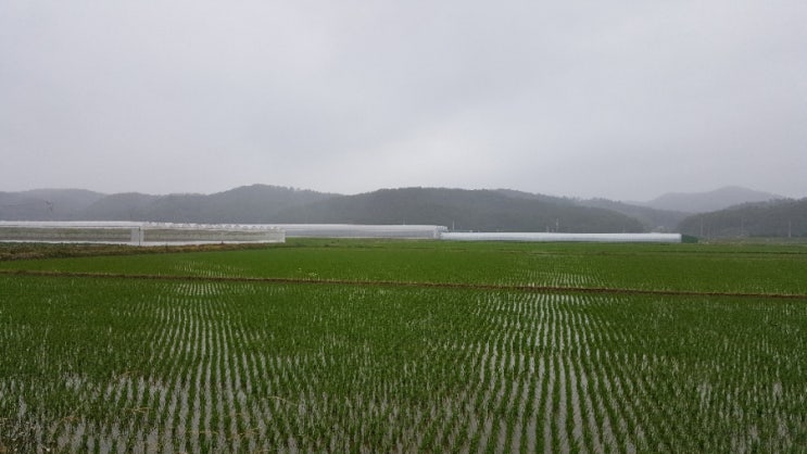  장마