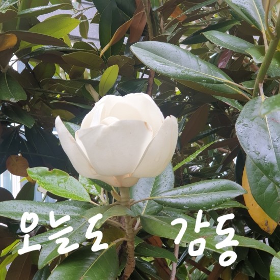  엄마는 어떻게 아빠랑 결혼했어요?