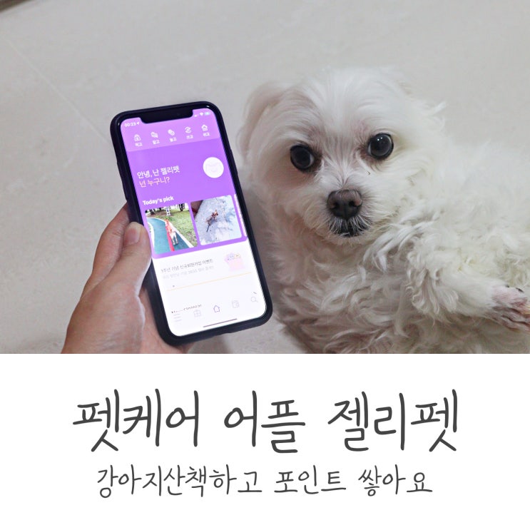 반려동물 펫케어 어플 젤리펫 / 강아지산책하고 놀아주고 포인트 쌓아요