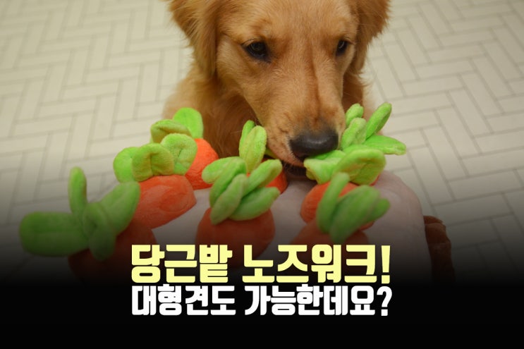  당근밭노즈워크, 대형견도 가능합니다(내돈내산)