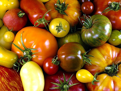 여름철 더욱 빛을 토마토의 매력과 다양한 종류에 대해 알아보았습니다.
