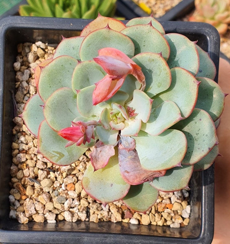  여름...다육식물....ㅠㅠ원종라라, 상조