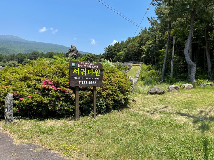  서귀다원 : 풍경소리가 듣기 좋은 제주찻집