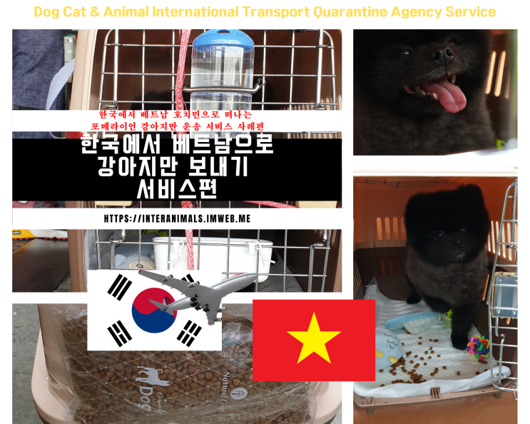 한국에서 베트남 호치민으로 포메라이언 고양이검역 강아지 출국 입국 카고 해외운송 통관 픽업 서류 서비스