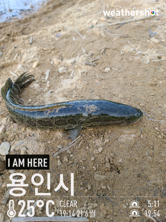  [2021.06.21] 용인 이동저수지/송전지 배스 워킹 낚시 (Feat. 프리리그, 미드스트롤링)