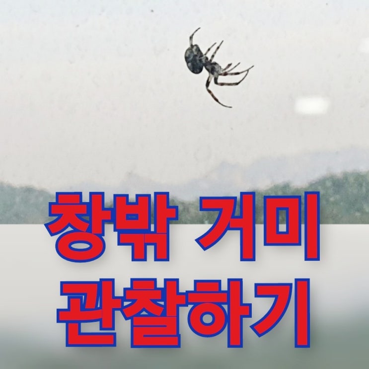  거미 키우기, 집에서 거미 관찰하기, 거미 특징 알아보기