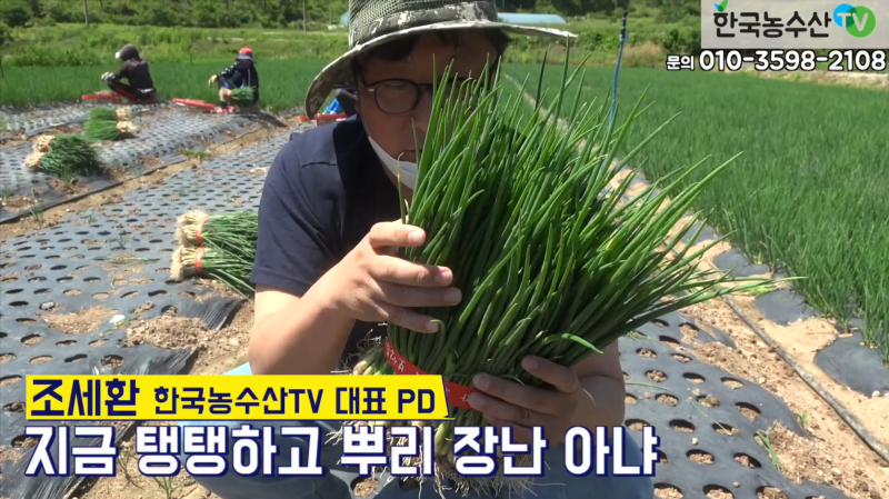 쪽파 남들보다 평당 천원 더 받는법! 유황비료 아그로솔포 아즈모엠지 병충해 벌레퇴치