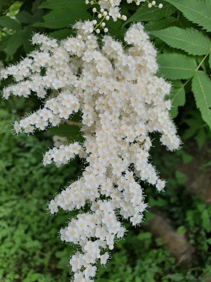  진주알을 품은 쉬땅나무 키우기 쉬땅나무꽃 How to Grow Sorbaria sorbifolia (feat 쉬땅나무 꽃말)