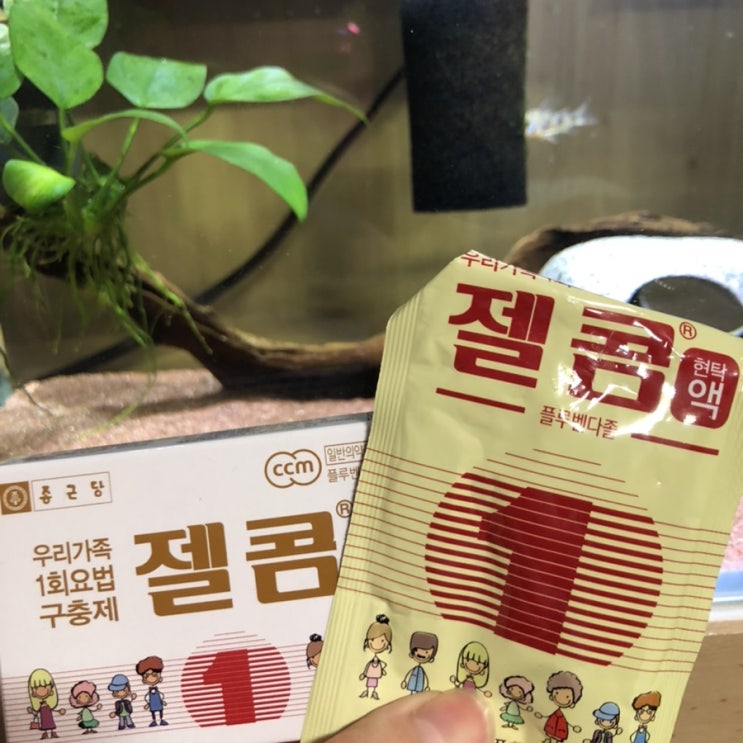  물고기 내부기생충 치료
