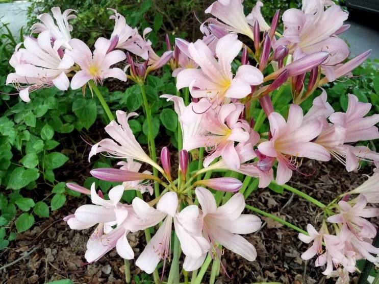  상사화(相思花)의 꽃말과 전설, 재배 방법을 알아보았습니다.